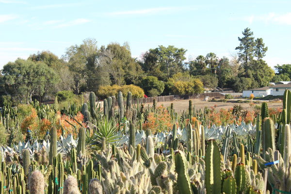Mariscal Cactus & Succulents, Inc., plant nursery in Fallbrook, photo 2 of 4