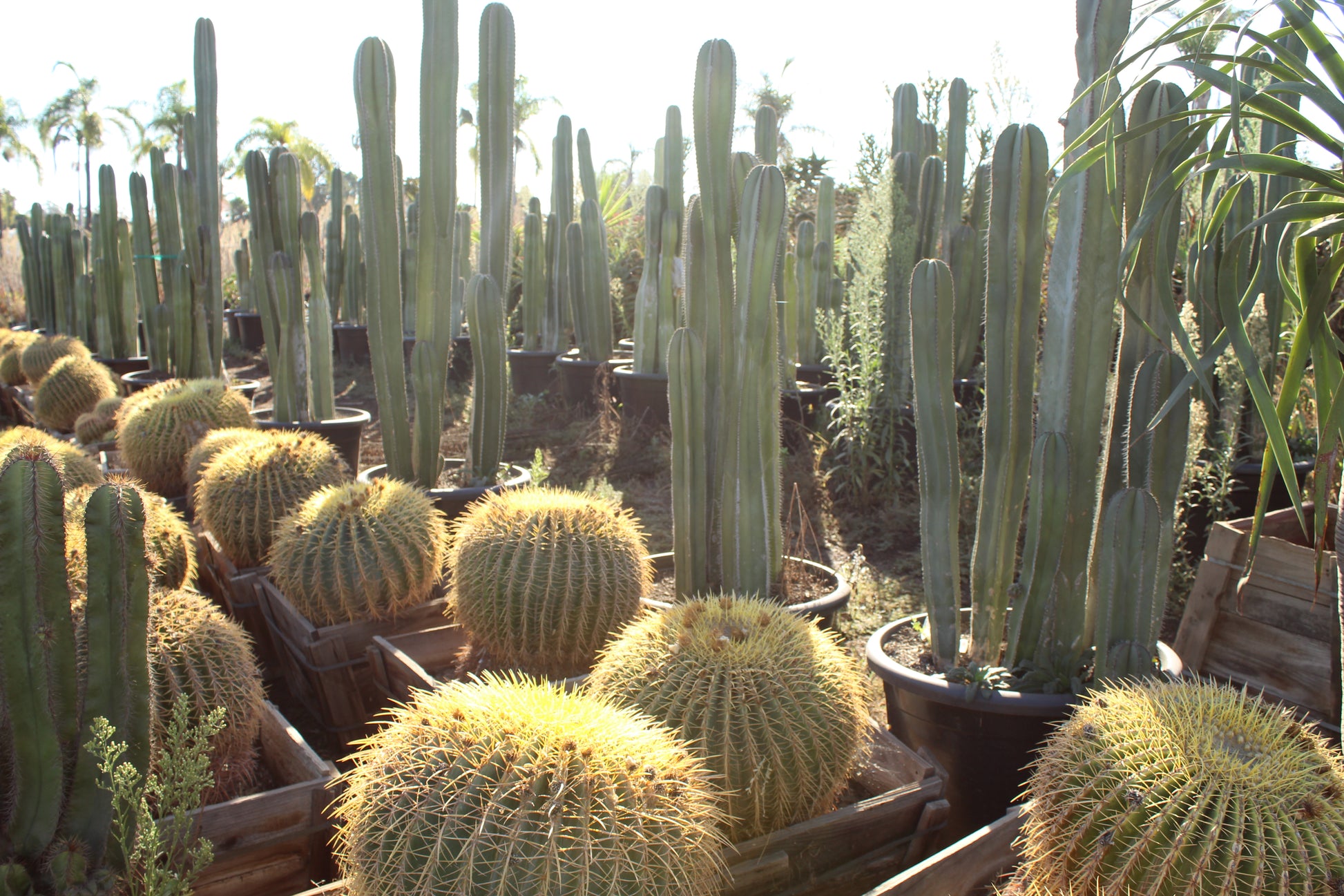 mariscal cactus & succulents Appointment – Mariscal Cactus & Succulents, Inc